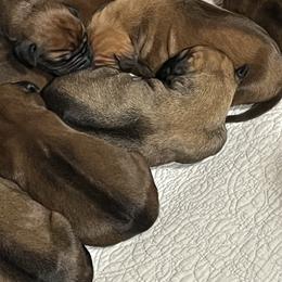 Steve - Wheaten blk nose male Rhodesian Ridgeback puppy in Botkins, Ohio from River Rock Ridgebacks