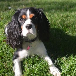 "Lady" - Cavalier King Charles Spaniel