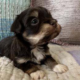 Dreams - Chocolate male Havanese puppy in Arizona from HavaDoggie