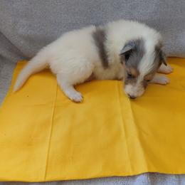 Reserved Ice Queen - White female Collie puppy in St Stephens, Wyoming from Desert Kennels