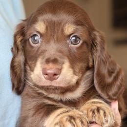 Reece - Chocolate and cream male Dachshund puppy in Prunedale, California from Tiny Teckels Miniature Dachshunds