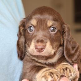 Reece - Chocolate and cream male Dachshund puppy in Prunedale, California from Tiny Teckels Miniature Dachshunds