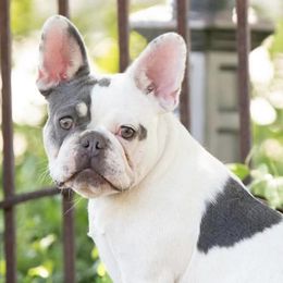 French Bulldogs from Tule Creek Frenchies