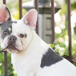 French Bulldogs from Tule Creek Frenchies