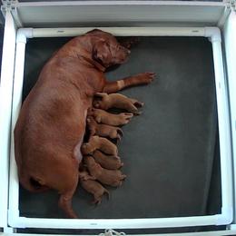 Yahtzee - Yellow female Labrador Retriever puppy in South Lyon, Michigan from Matoskah Meadows Labradors