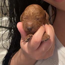Goldendoodle Puppies from The Doodle House