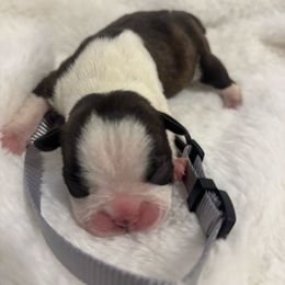 Boy 1 - Brindle and white male Boston Terrier puppy in Sunnyside, Washington from Boston Terriers