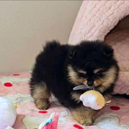 Star - Black and tan female Pomeranian puppy in Los Angeles, California from Pommies of LA