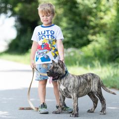 Gustan - Tiger male Perro de Presa Canario puppy in Leitchfield, Kentucky from Rey Gladiador Presa Canario