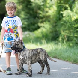 Gustan - Tiger male Perro de Presa Canario puppy in Leitchfield, Kentucky from Rey Gladiador Presa Canario