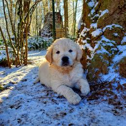 Golden Retriever Puppies from Hoekema Homestead Goldens