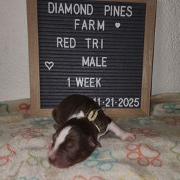 White - Red tri-color male Australian Shepherd puppy in Camp Verde, Arizona from Diamond Pines Farm