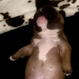 French Bulldog Puppies from Ma Chérie French Bulldogs