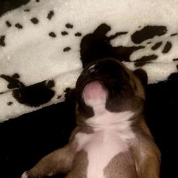 French Bulldog Puppies from Ma Chérie French Bulldogs