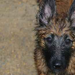 Belgian Tervuren Puppies from EnHommage Belgian Shepherds