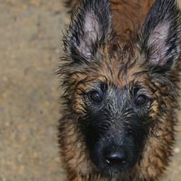 Belgian Tervuren Puppies from EnHommage Belgian Shepherds
