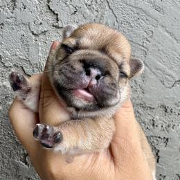 French Bulldog Puppies from Painted Desert Frenchies