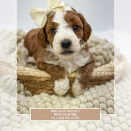 White collar - Red  female Goldendoodle puppy in Newcastle, Oklahoma from Ritzy Creek Doodles