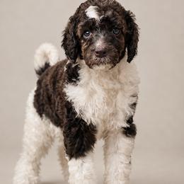 Andarna - Parti female Poodle puppy in Spring Hill, Florida from Lecanto Puppy