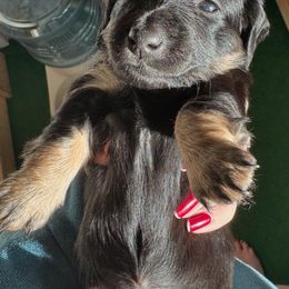Dachshund Puppies from Spunky Sausage Pups