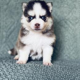 Bell - Chocolate female Pomsky puppy in Grass Valley, California from Karalot Pomskies