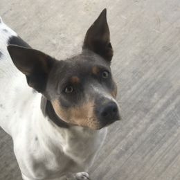 Dixie - Teddy Roosevelt Terrier
