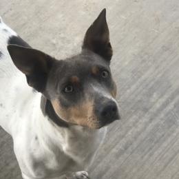 Dixie - Teddy Roosevelt Terrier