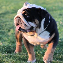Louie - Bulldog