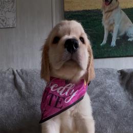 Mr Purple - Casper - Golden male Golden Retriever puppy in Umatilla, Florida from AT Marvelous Kennels (AKA AT Marvelous Pet Services)