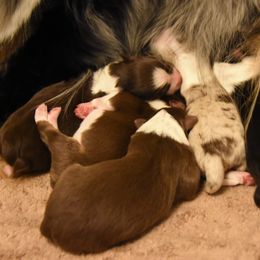 "June 10,2020" Australian Shepherd Puppies from WigglyButts Aussies LLC