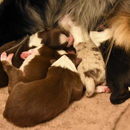 "June 10,2020" Australian Shepherd Puppies from WigglyButts Aussies LLC