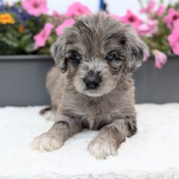 Arthur - Blue merle male Aussiedoodle puppy in Coulee City, Washington from Mr and Mrs Doodle Farm