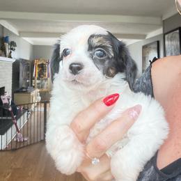 Puff puppy - White and black male Chinese Crested puppy in Capac, Michigan from Puddles Palace Puppies