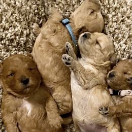 Goldendoodle Puppies from Seby Mini Doodles
