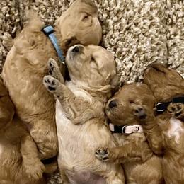 Goldendoodle Puppies from Seby Mini Doodles