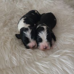 Cocker Spaniel Puppies from Cockers of Country Lane
