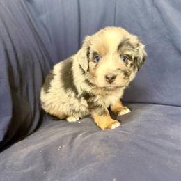 Huckleberry - Blue merle female Toy Australian Shepherd puppy in Medical Lake, Washington from MAS Gone Rogue