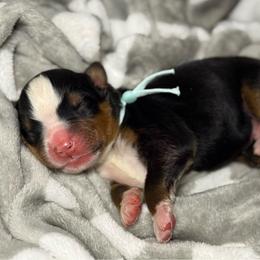 Denver - blue collar - Tri-color male Bernese Mountain Dog puppy in Yuciapa, California from AlltheDoodlez_