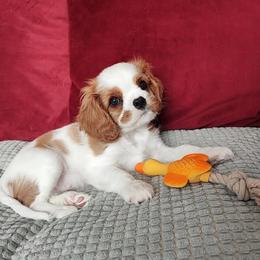 Cavalier King Charles Spaniel Puppies from London Fog Cavaliers