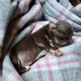 Ginger - Chocolate and tan female Chihuahua puppy in Mills River, North Carolina from Chosen Chihuahuas