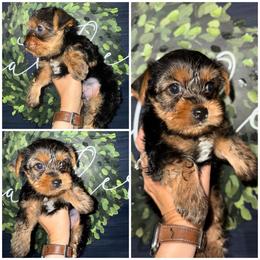 Mickey - Black and gold male Morkie puppy in Cleveland, Tennessee from Moody’s Morkies and More