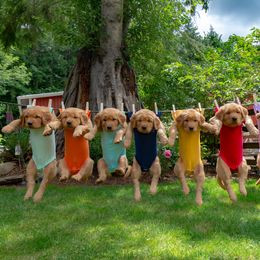Golden Retriever Puppies from Singing Dog Farm
