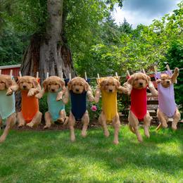 Golden Retriever Puppies from Singing Dog Farm