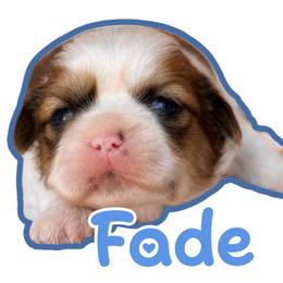 Fade - Brindle male Shih Tzu puppy in San Tan Valley, Arizona from My Puppy Tzu