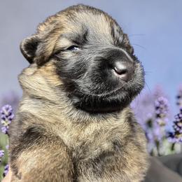 Jonagold - Sable male German Shepherd puppy in Oakland, Oregon from VHM German Shepherds