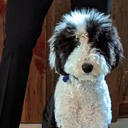 Stella - Sheepadoodle