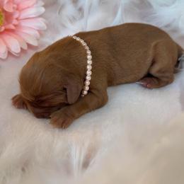 Reba - Ruby female Cavalier King Charles Spaniel puppy in Texarkana, Texas from Hidden Creek Cavaliers