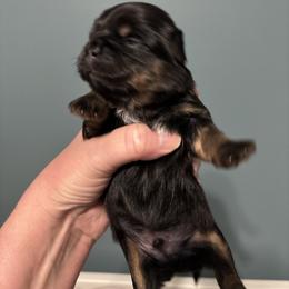 Buckeye - Black and tan male Shih Tzu puppy in Springboro, Ohio from Shih Tzus of Springboro LLC.