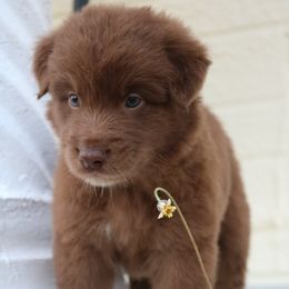 Australian Shepherd Puppies from Kiki's Aussies
