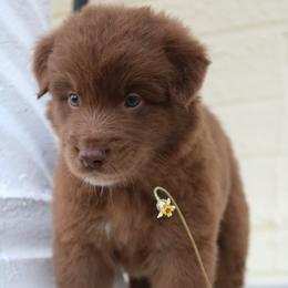 Australian Shepherd Puppies from Kiki's Aussies